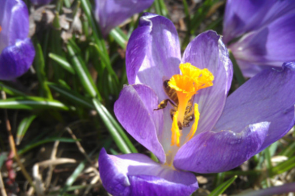 Krokus mit Biene
